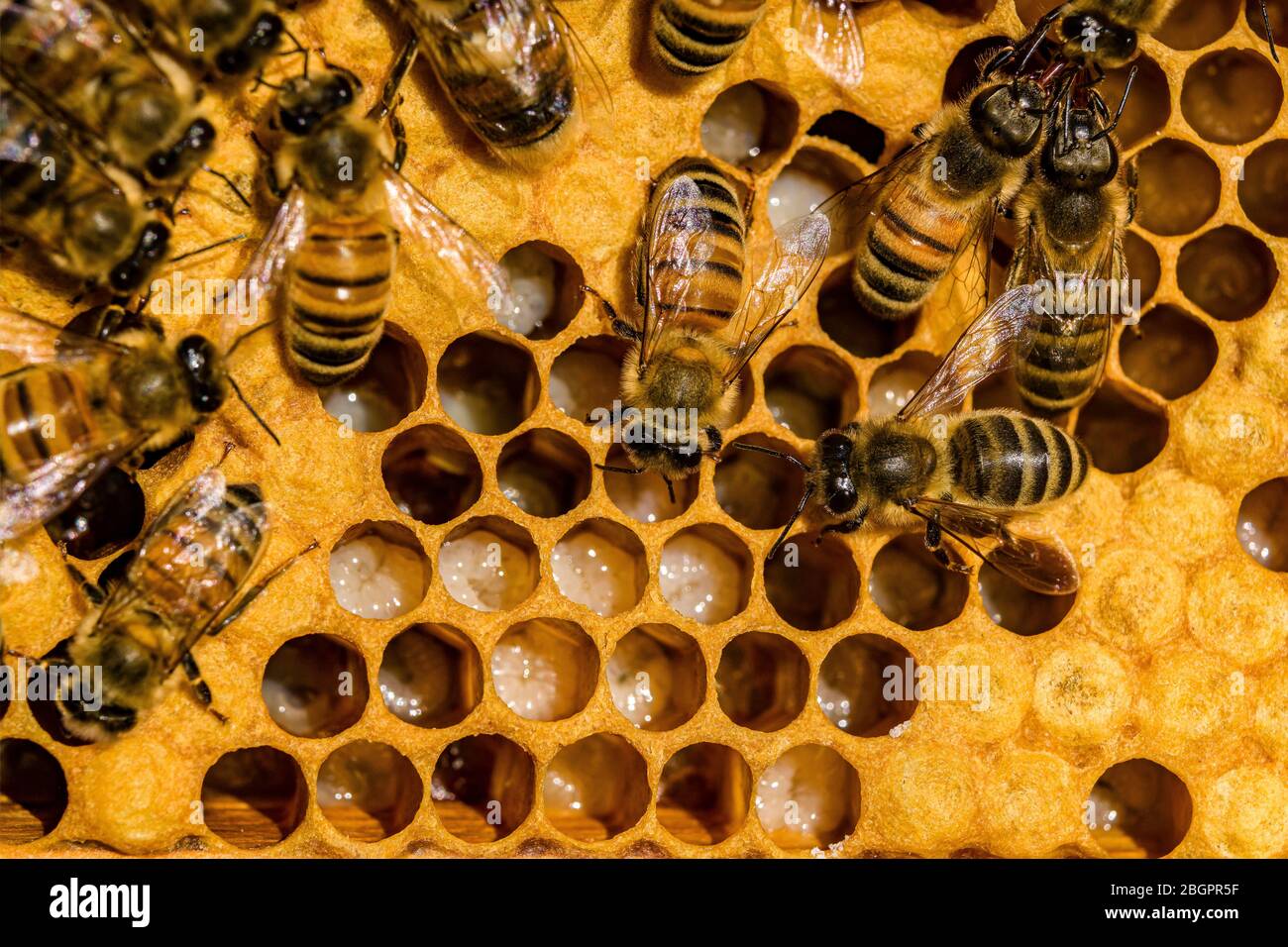 Viele Carniolan Honigbienen (APIs mellifera carnica) kriechen auf einer Wabe, einige der Zellen gefüllt Gelee, die Larvennahrung Stockfoto