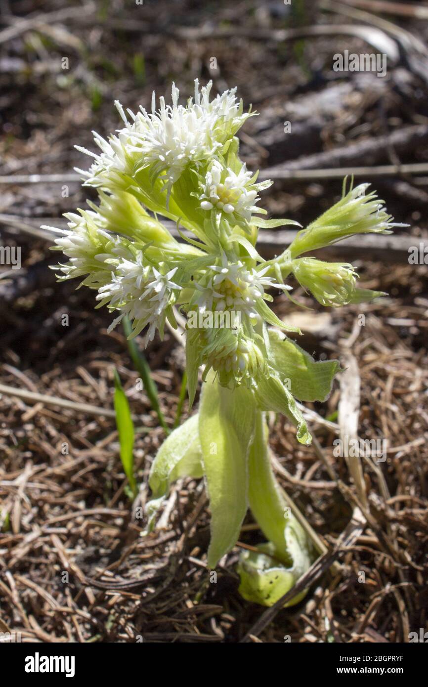 Weiße Butterbur - petasies albus blühende Pflanzenart in der Familie der Gänseblümchen Asteraceae im Wald Stockfoto