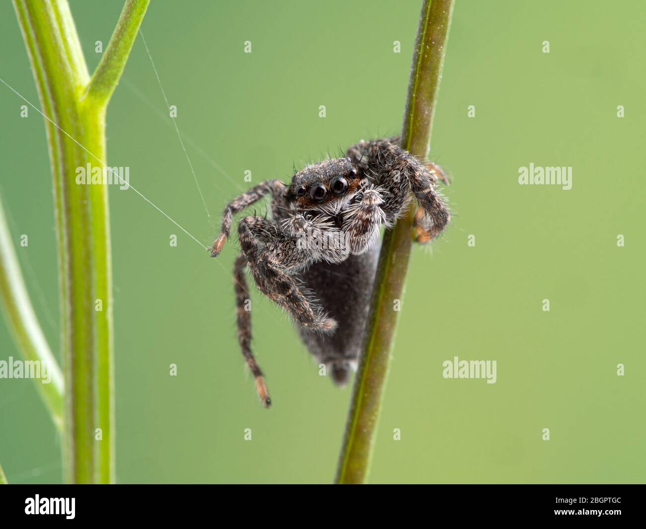 Eine niedliche Spinne (Platycryptus californicus), die auf einer Pflanze  und einem Netz klammt und der Kamera zugewandt ist. Fotografiert in Delta,  British Columbia, Kanada Stockfotografie - Alamy