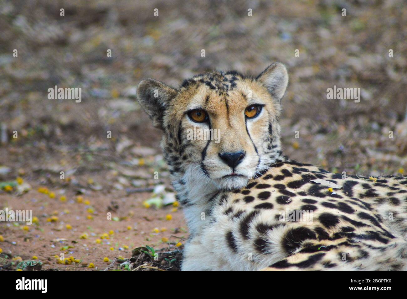 Portrait eines Geparden - Acinonyx jubatus in der Savanne in Südafrika Nature Reserve Stockfoto