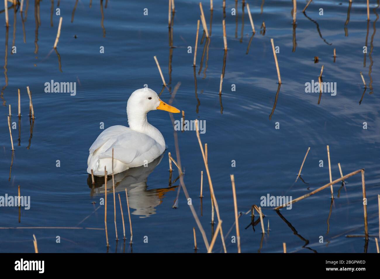 Leucistic all-white Stockente (Anas platyrhynchos) in Töölönlahti Bay, Helsinki, Finnland Stockfoto