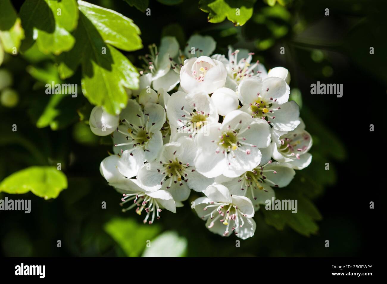 Ein Nahaufnahme Foto von Hawthorn Blossom, das im April in einer lokalen Hecke fotografiert wurde. Der lateinische Name ist Crataegus monogyna. Stockfoto