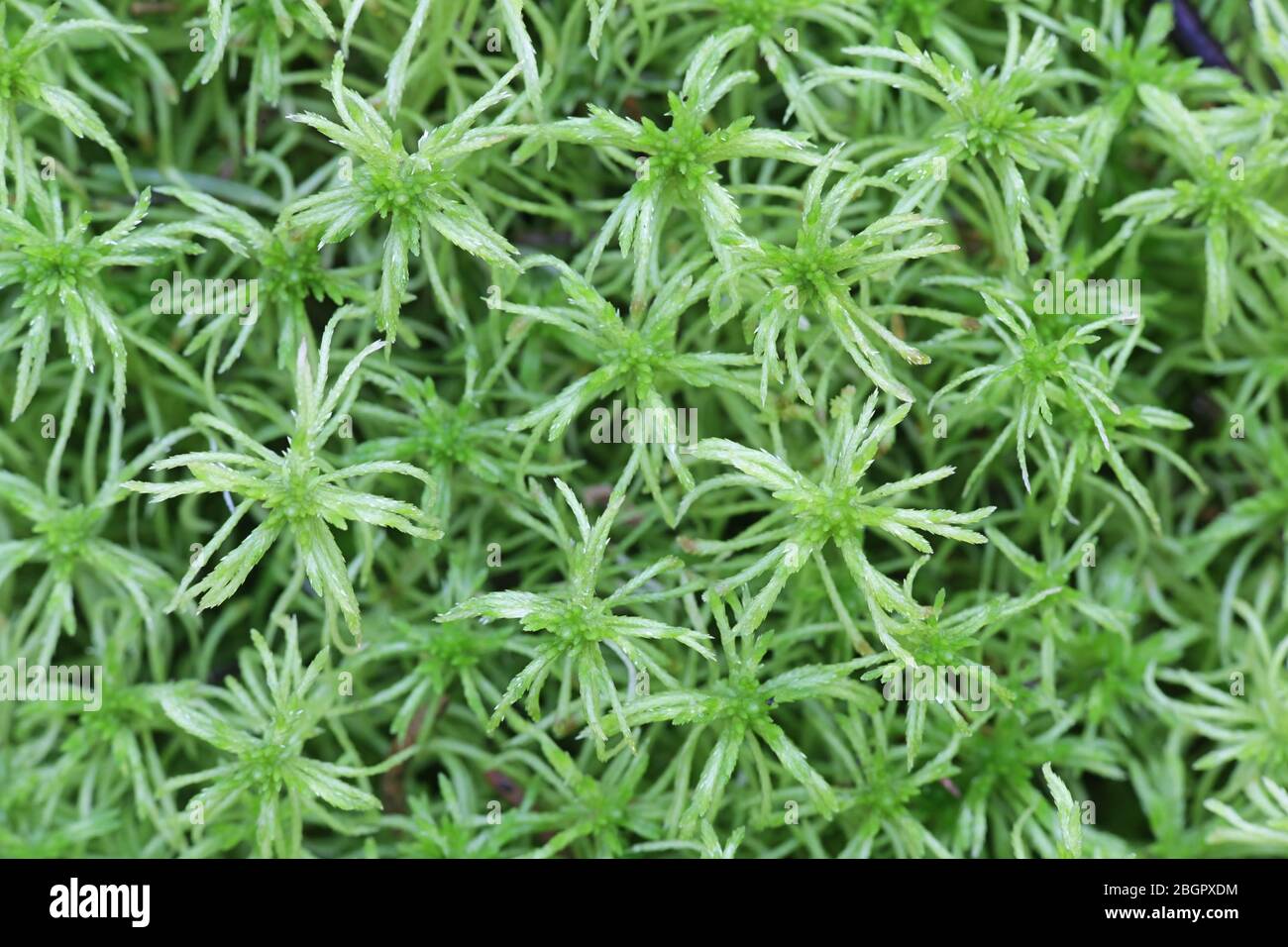 Sphagnum girgensohnii, bekannt als Girgensohn-Moos oder gewöhnliches grünes Torfmoos Stockfoto