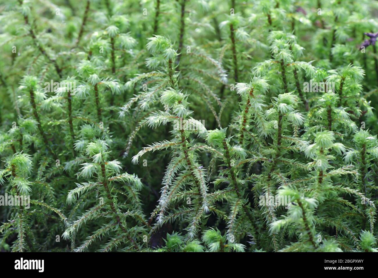 Rhytidiadelphus triquetrus, bekannt als das große Schottelmoos oder raues Gänsehautmoos Stockfoto