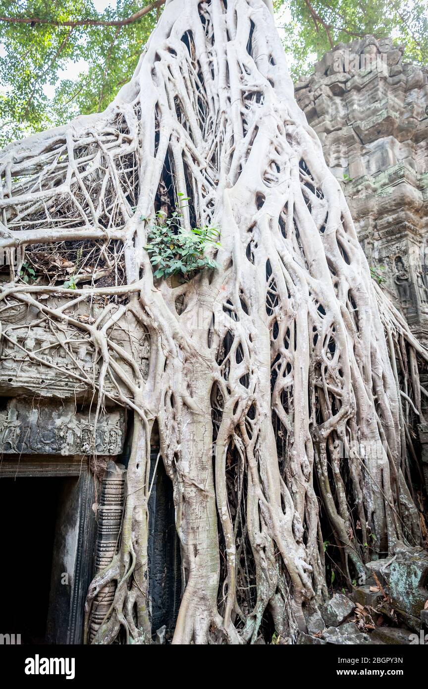 Blick auf den unglaublichen Angkor Wat Tempel in der Nähe von Siem Reap in Kambodscha. Stockfoto