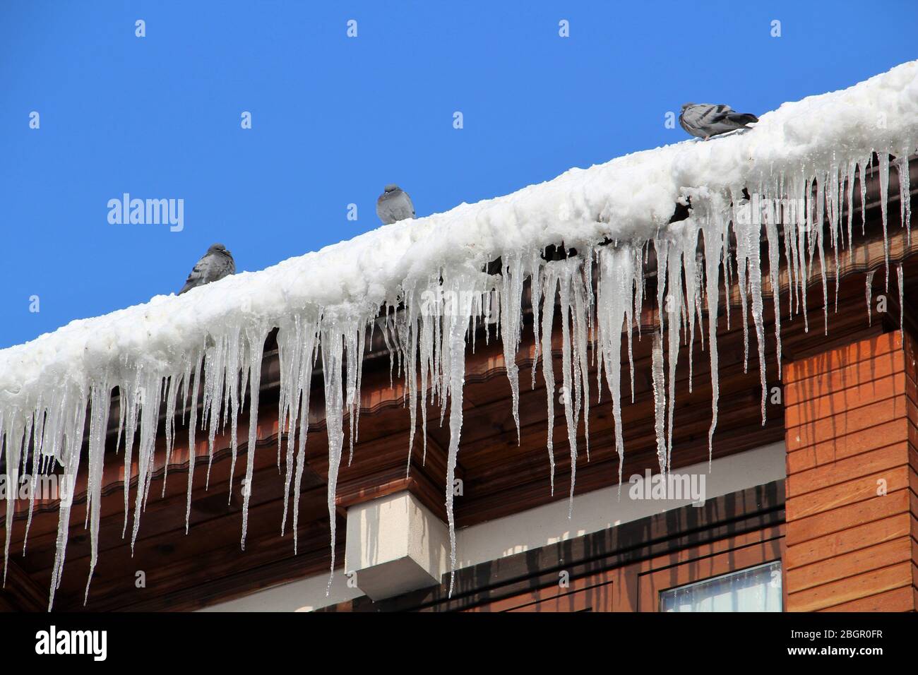 Eiszapfen hängen vom Dach. Tauben warten auf dem Eis. Stockfoto