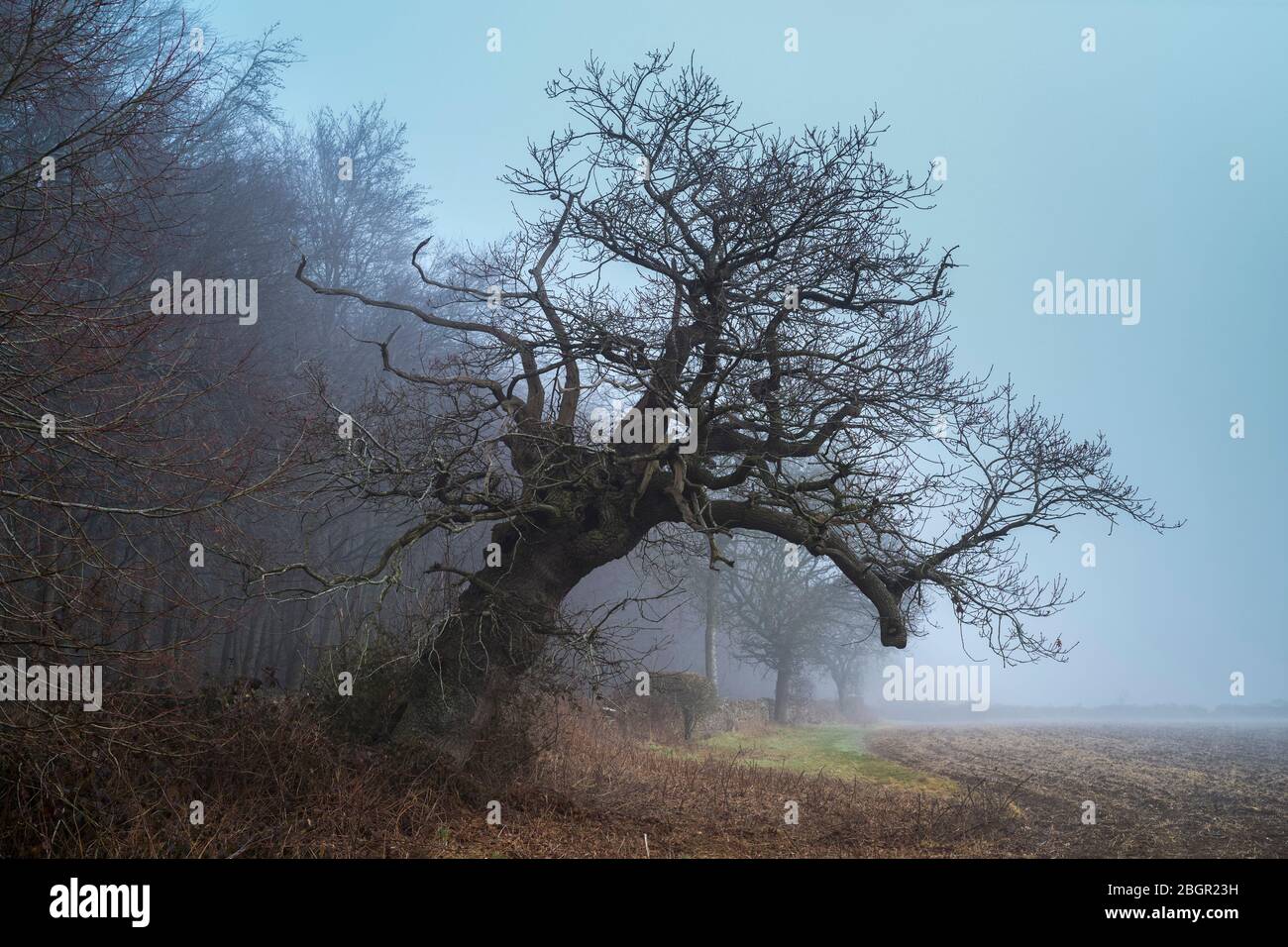 Nebliger Wintermorgen in den Cotswolds, Oxfordshire, Großbritannien. Fallender alter englischer Eichenbaum, der sich auf einer Neigung zurücklehnen kann. Stockfoto