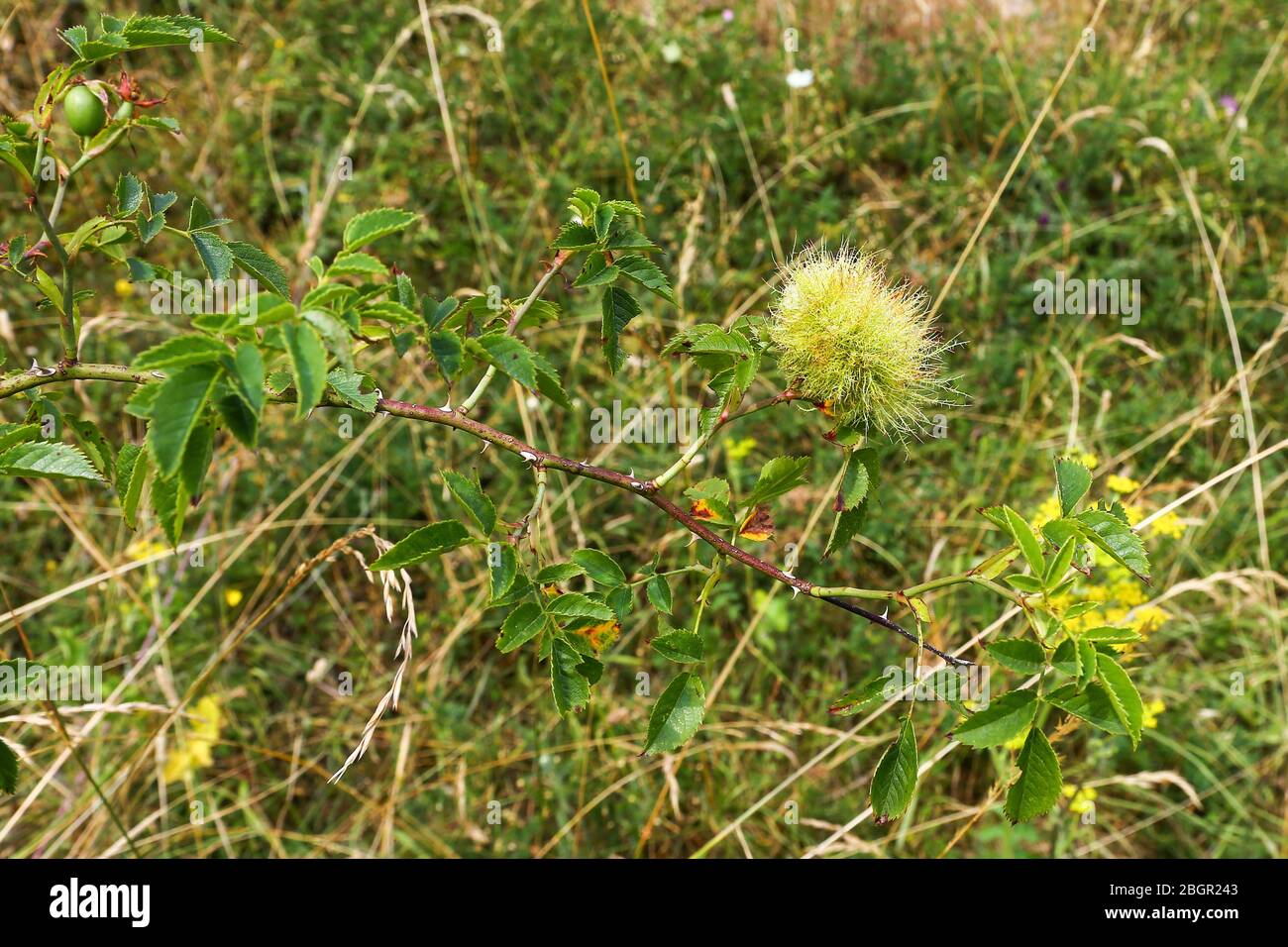 Ein abnormes Wachstum, eine bedeguare Galle, verursacht durch eine Gallwasp auf einer Wildrose, Feldrose (Rosa arvensis) oder Hunderose (Rosa canina), England, Großbritannien Stockfoto