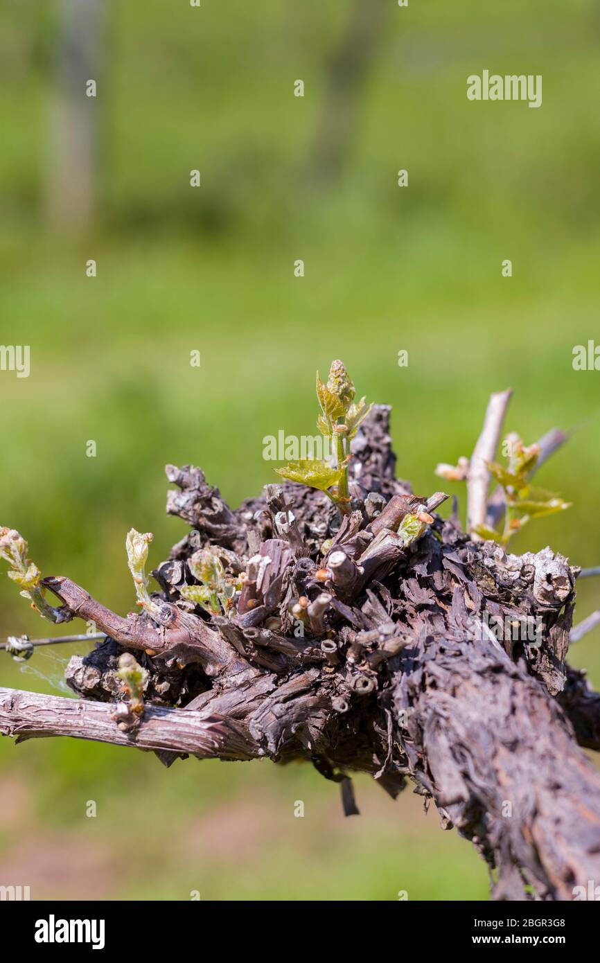 Neuwachstum auf einer Rebe im Späthering/Frühsommer in einem englischen Weingut bei Three Choirs Vineyard in Newent, Gloucestershire, Großbritannien Stockfoto