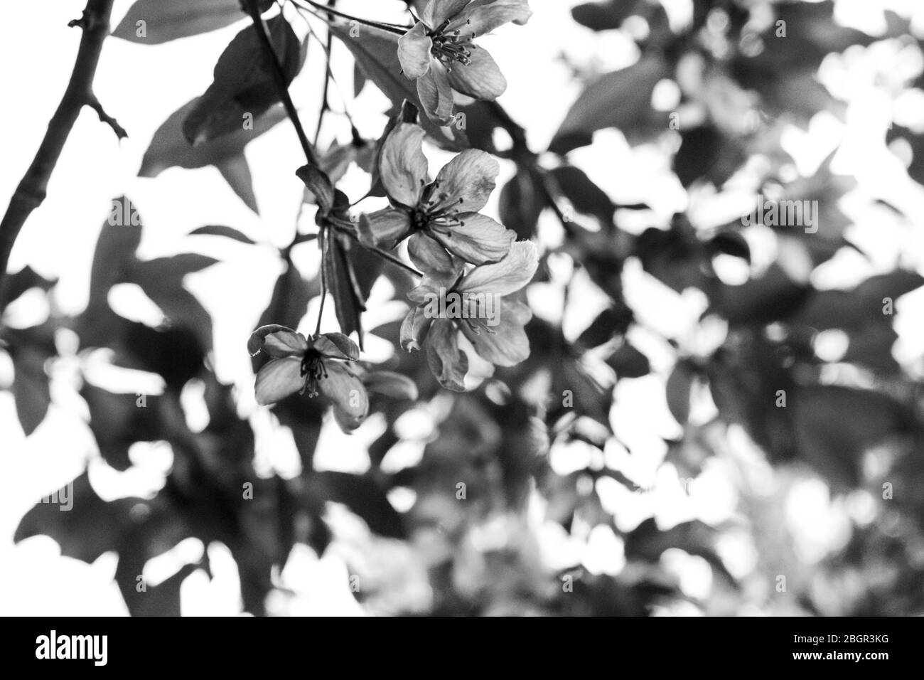 Malus Kelsey Blüten in Spring-Monochrome Stockfoto