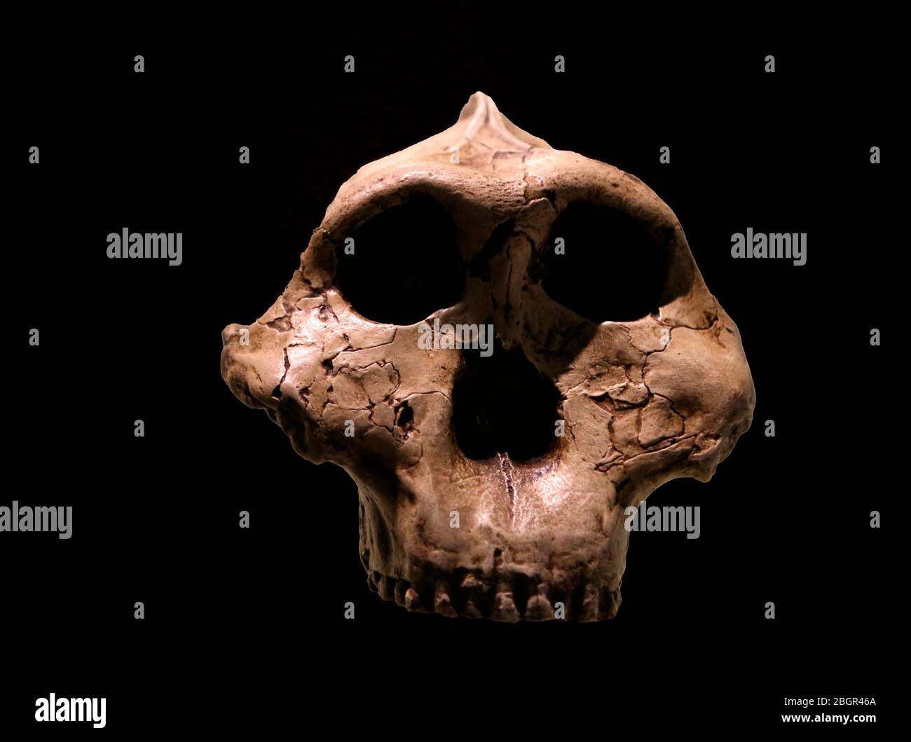 Paranthropus boisei oder Australopithecus boisei (OH5). Osterb Afrika. Pleistozän. 2.4 -1,4 Millionen Jahren. Stockfoto