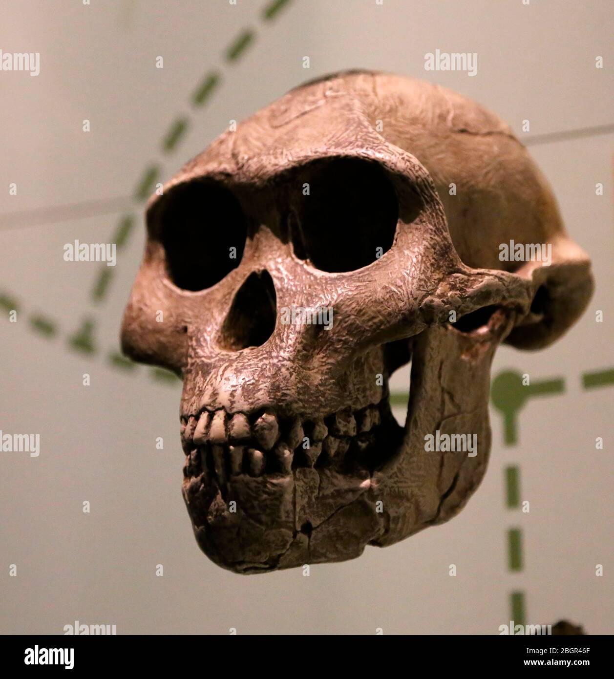 Australopithecus afarensis. 3.9-2.9 Millionen Jahre her. Afrika. Pliozän. Schädel. Stockfoto