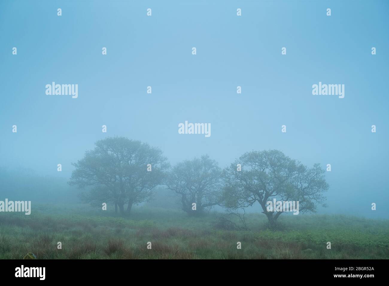 Bäume in einer nebeligen Landschaft in Schottland Stockfoto
