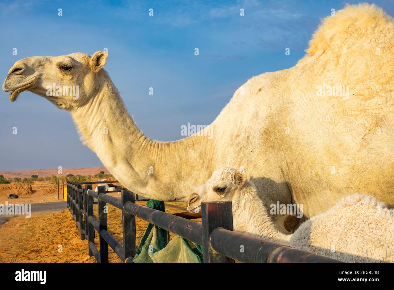 Dromedarkamel auf dem Kamelmarkt Souq Al Jamal in Riad, Saudi-Arabien Stockfoto