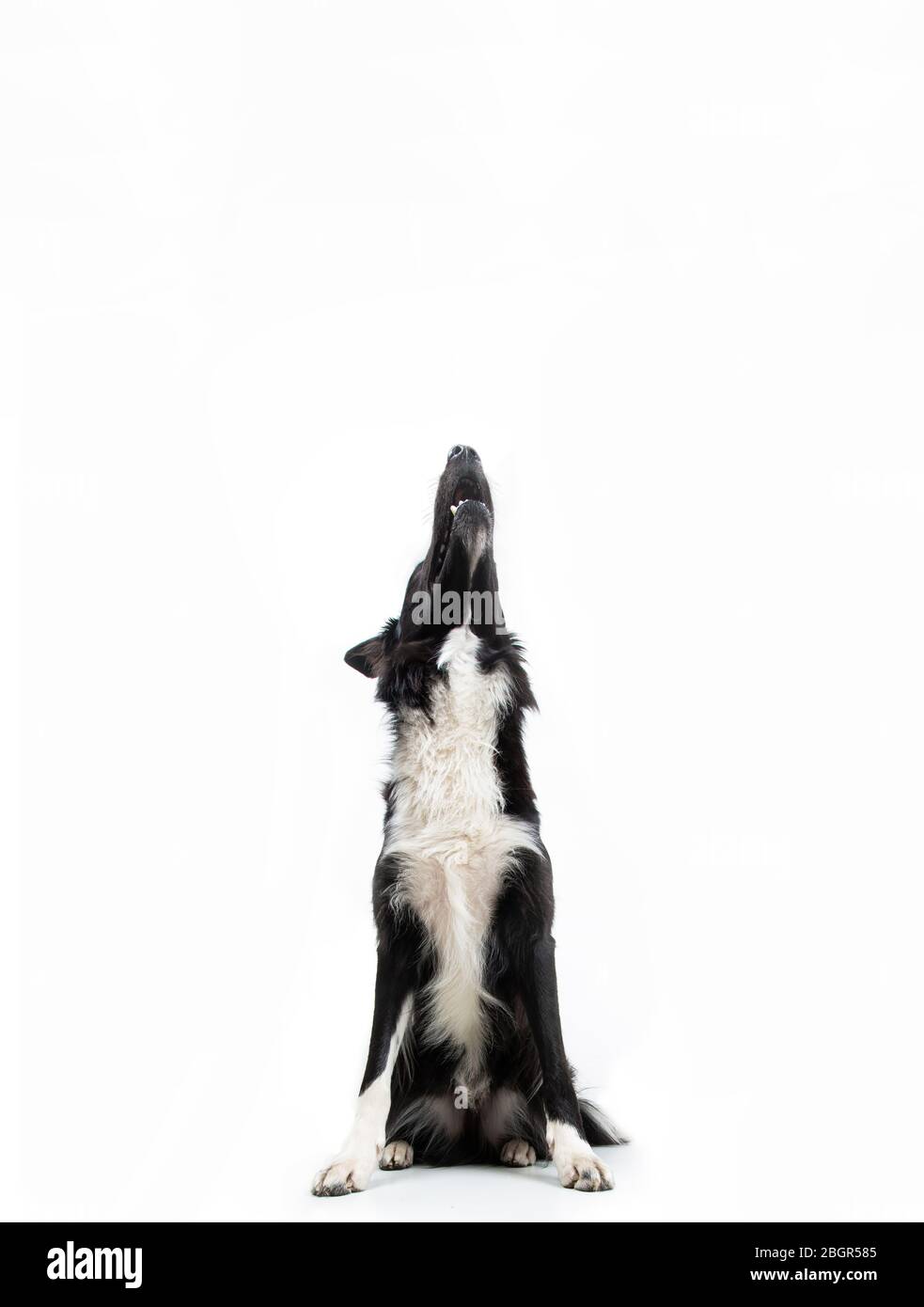 Nahaufnahme des Porträts von lustigen Emotionen des reinrassigen Hundes. Öffnen Sie den Mund und die großen Augen, die auf aufmerksames starren und auf Essen warten. Staunte Grenze Collie Expr Stockfoto