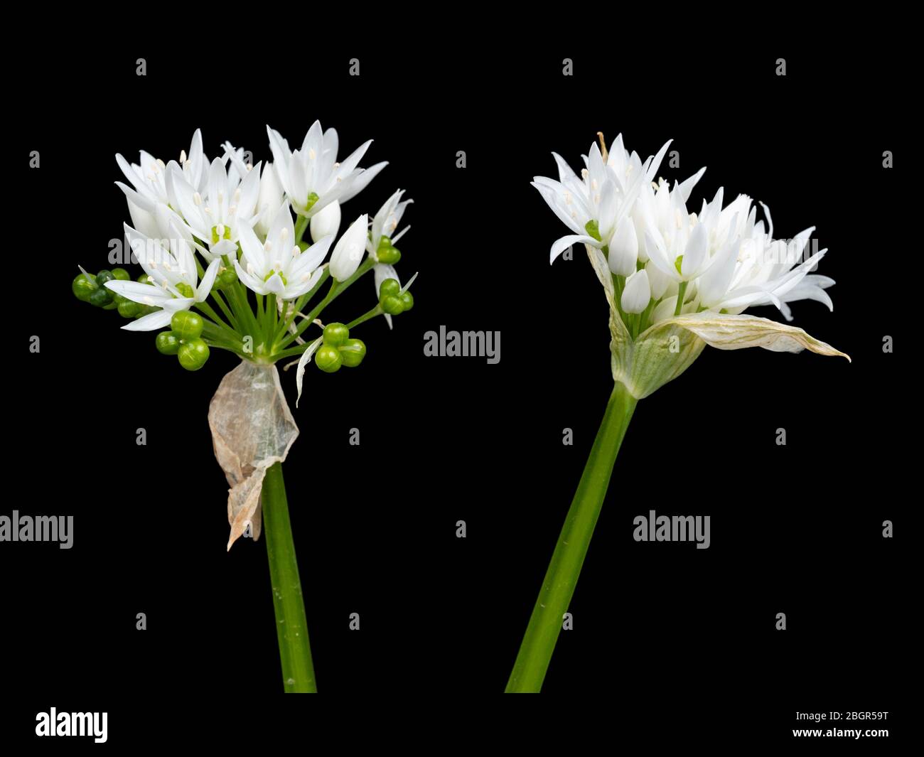 Nahaufnahme des blühenden Knoblauchkopfes Allium ursinum vor schwarzem Hintergrund Stockfoto