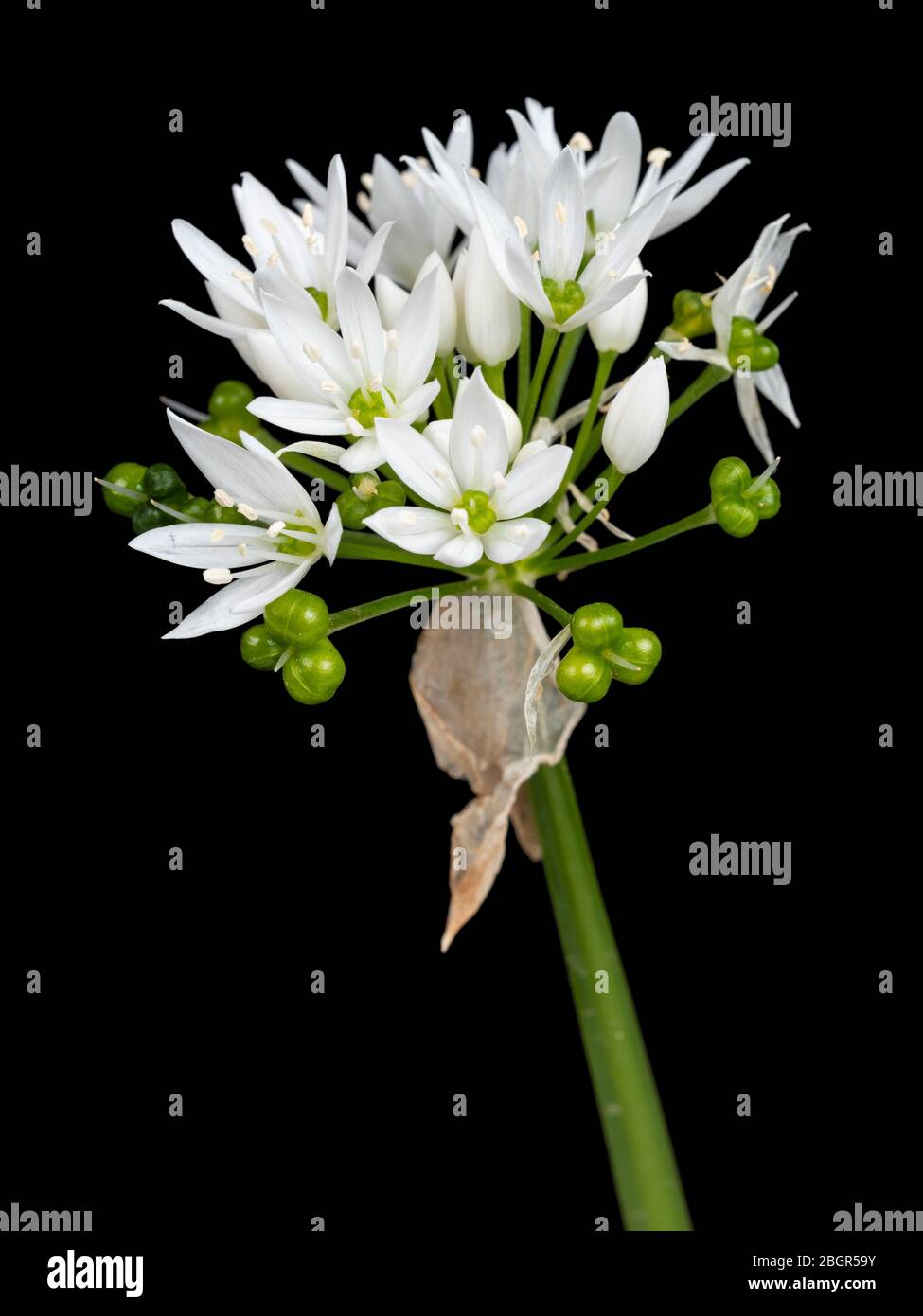 Nahaufnahme des blühenden Knoblauchkopfes Allium ursinum vor schwarzem Hintergrund Stockfoto