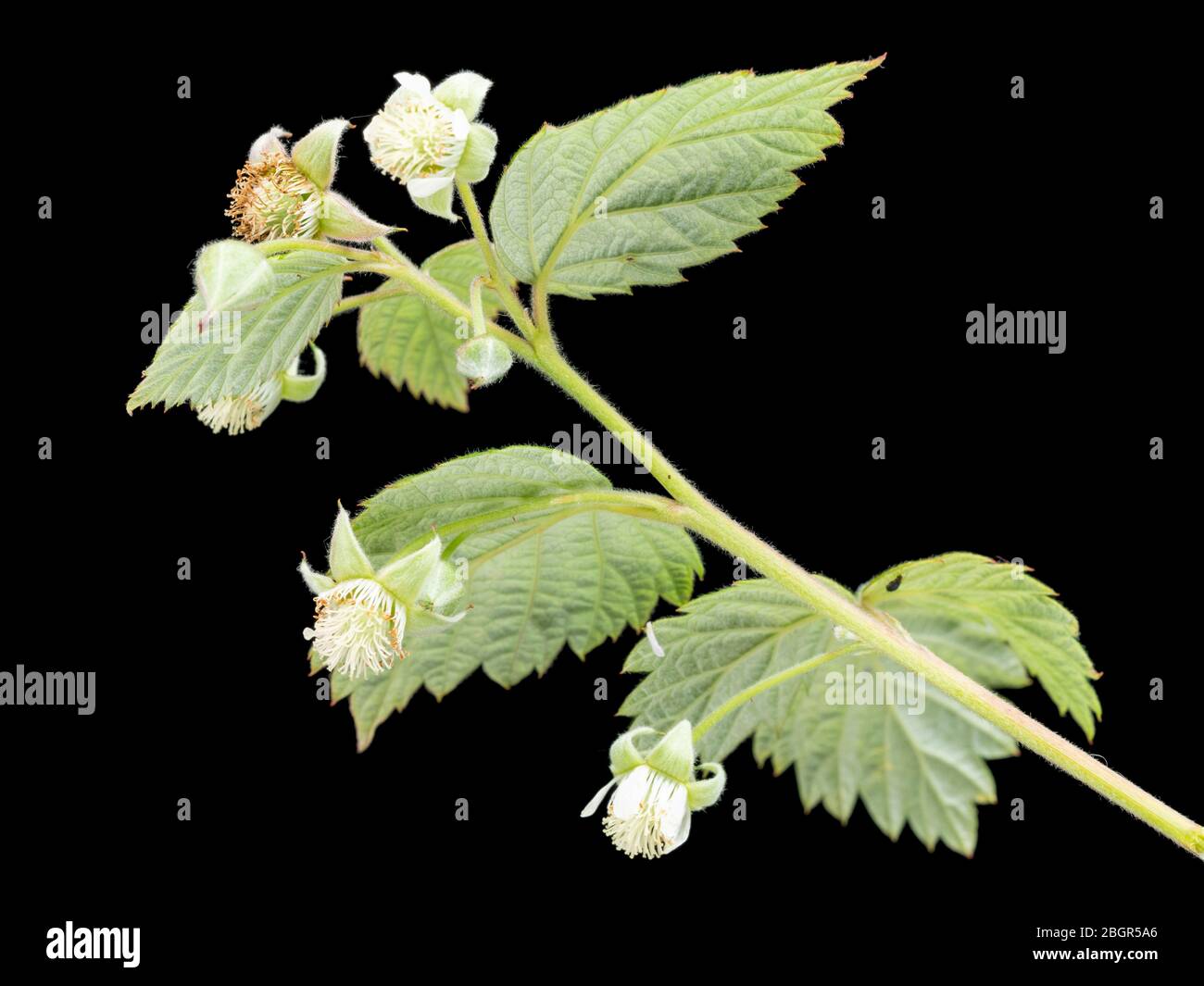 Frühlingsblumen aus Großbritannien naturalisiert Garten entkommen, Rubus idaeus, wilde Himbeere, auf einem schwarzen Hintergrund Stockfoto