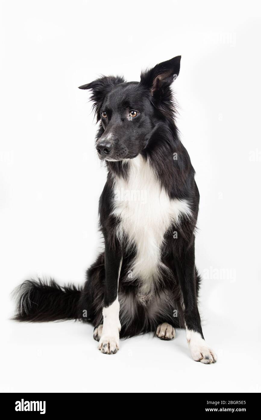 In voller Länge Porträt einer adorable reinrassigen Border Collie beiseite auf grauem Hintergrund mit Kopie Raum suchen isoliert. Lustige schwarze und weisse Hund versuchen, Stockfoto