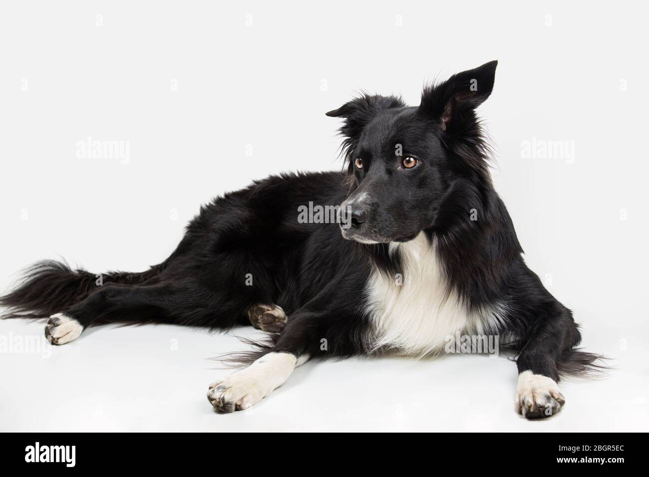 Aufmerksame reinrassigen Border Collie Hund liegend auf dem Boden ein Ohr geknickt, volle Länge Porträt zu Kamera auf weißem Hintergrund. Stockfoto