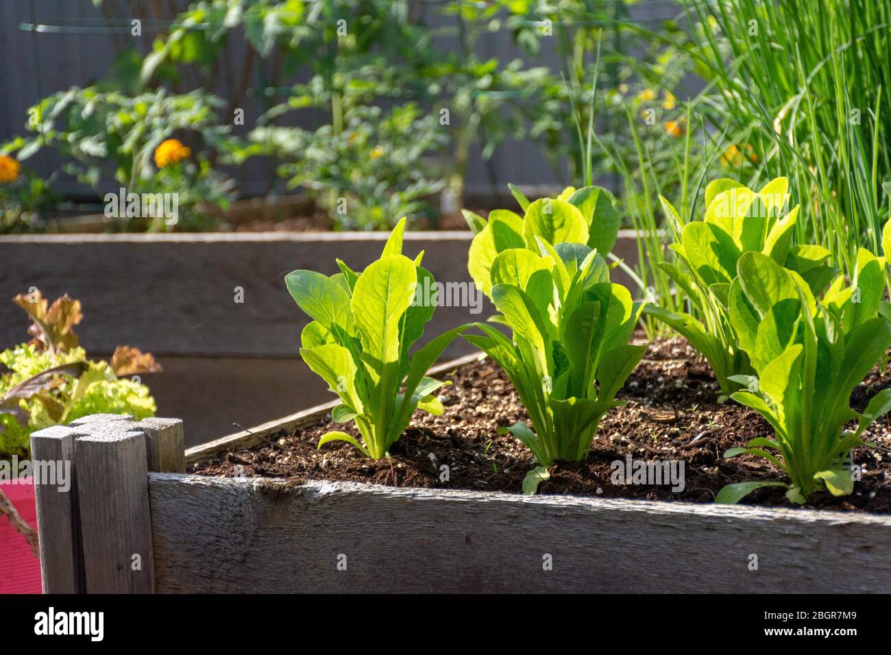 Teil der Grow Your Own Food Trend, dieser Garten Gemüsegarten im Hinterhof enthält große Hochbeete für den Anbau von Gemüse und Kräutern den ganzen Sommer. Stockfoto