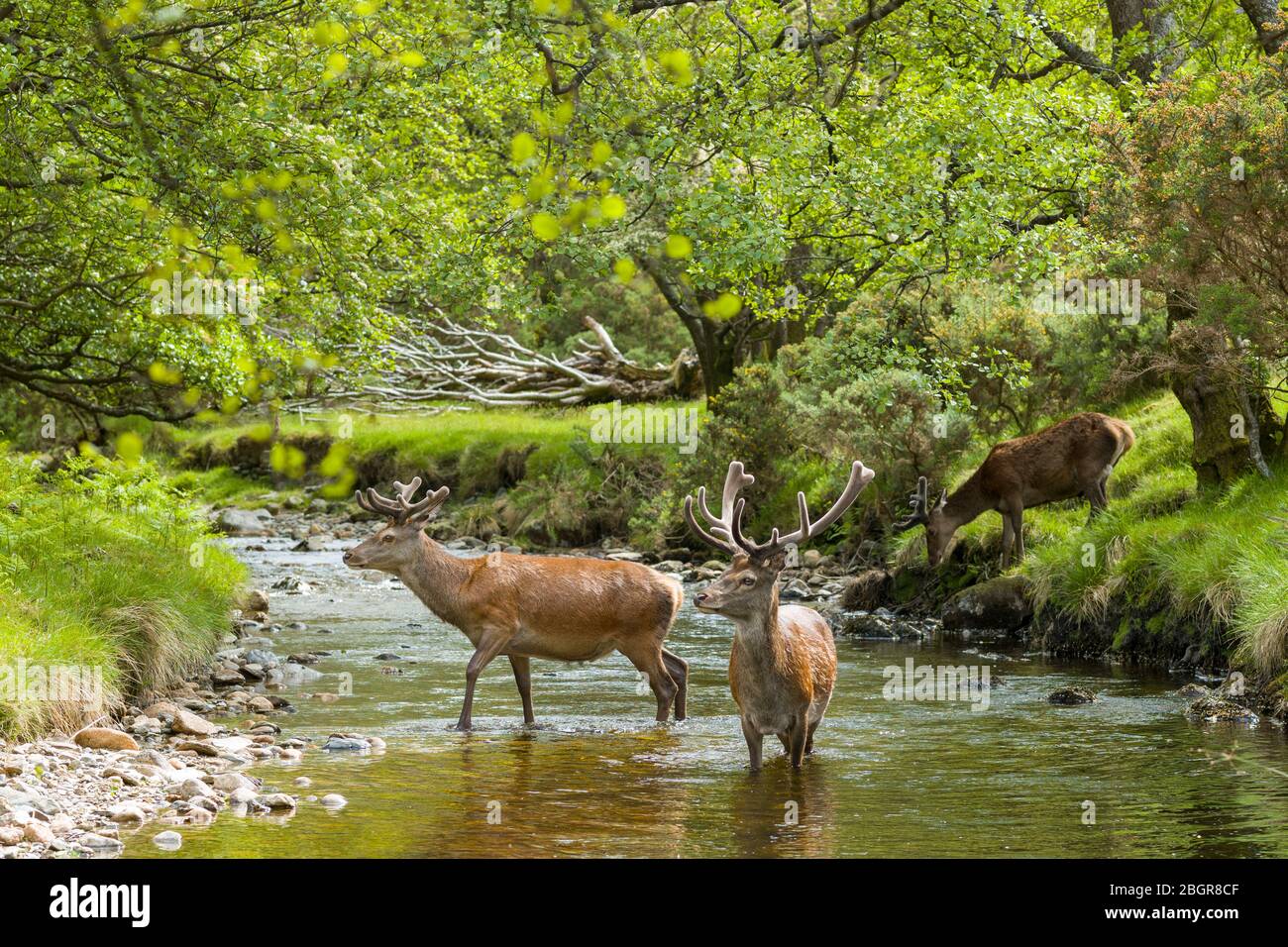 Rothirsche Hirsche, Cervus elaphus, mit großem Geweih in Flusslandschaft neben jungen Männchen mit kleinerem Geweih in Lochranza, Isle of Arran, Schottland Stockfoto