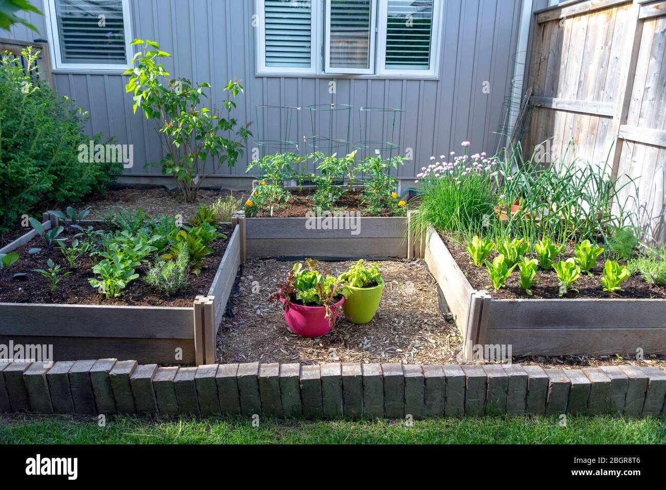 Teil der Grow Your Own Food Trend, dieser Garten Gemüsegarten im Hinterhof enthält große Hochbeete für den Anbau von Gemüse und Kräutern den ganzen Sommer. Stockfoto