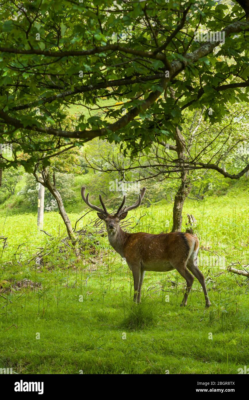 Rothirsch, Cervus elaphus, mit Samtgeweih im Wald bei Lochranza, Isle of Arran, Schottland Stockfoto