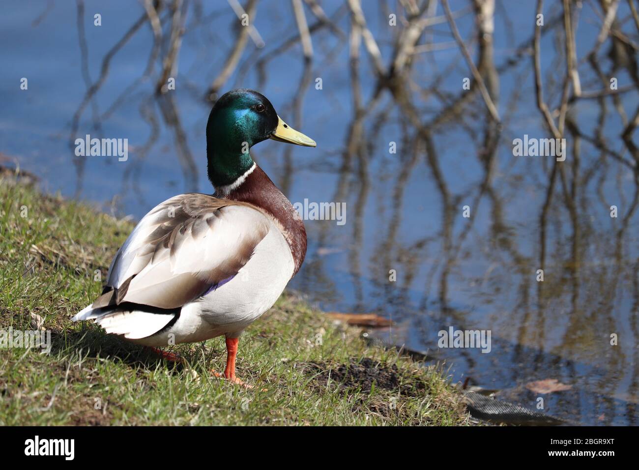 Wie Heißt Eine Männliche Ente www.alamy.de