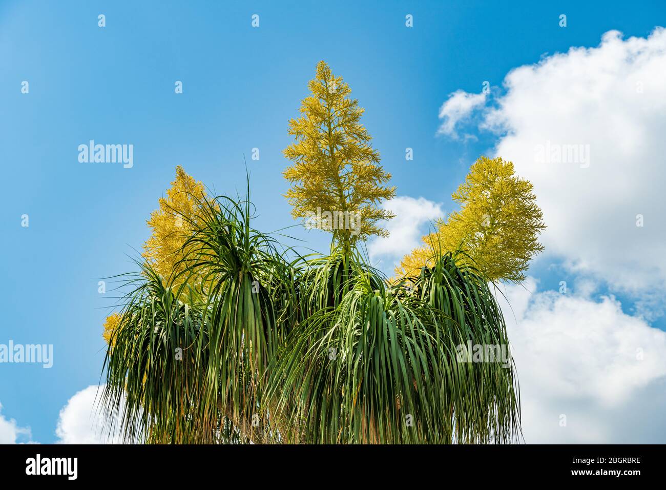 Pferdeschwanz-Palme a.k.a. Elefantenfuß (Beaucarnea recurvata) mit gelben Blüten - Pembroke Pines, Florida, USA Stockfoto