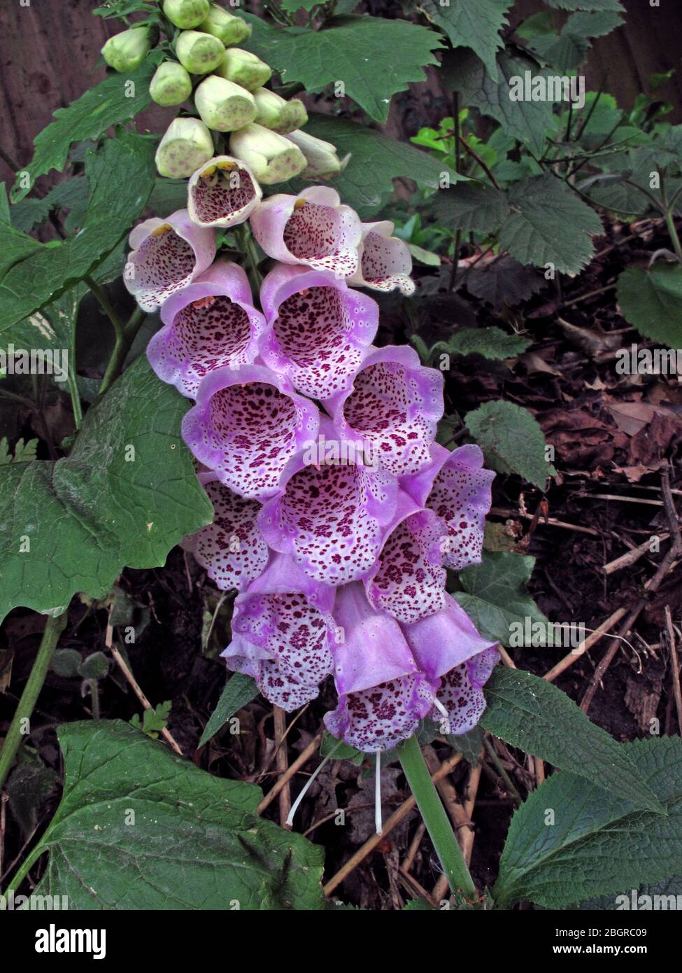 Violette und weiße Füchshandschuh Wildblume, Digitalis, Füchshandschuhe, Digitalis purpurea Stockfoto