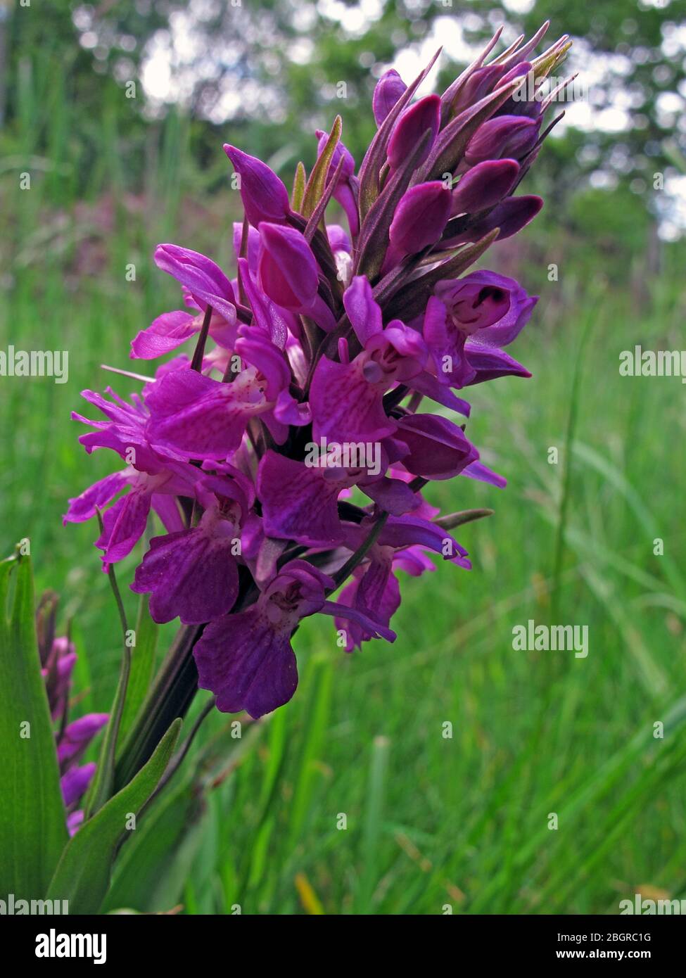 Purple, Marsh Orchid, Grappenhall, Warrington, Cheshire, England, Großbritannien, WA4 Stockfoto
