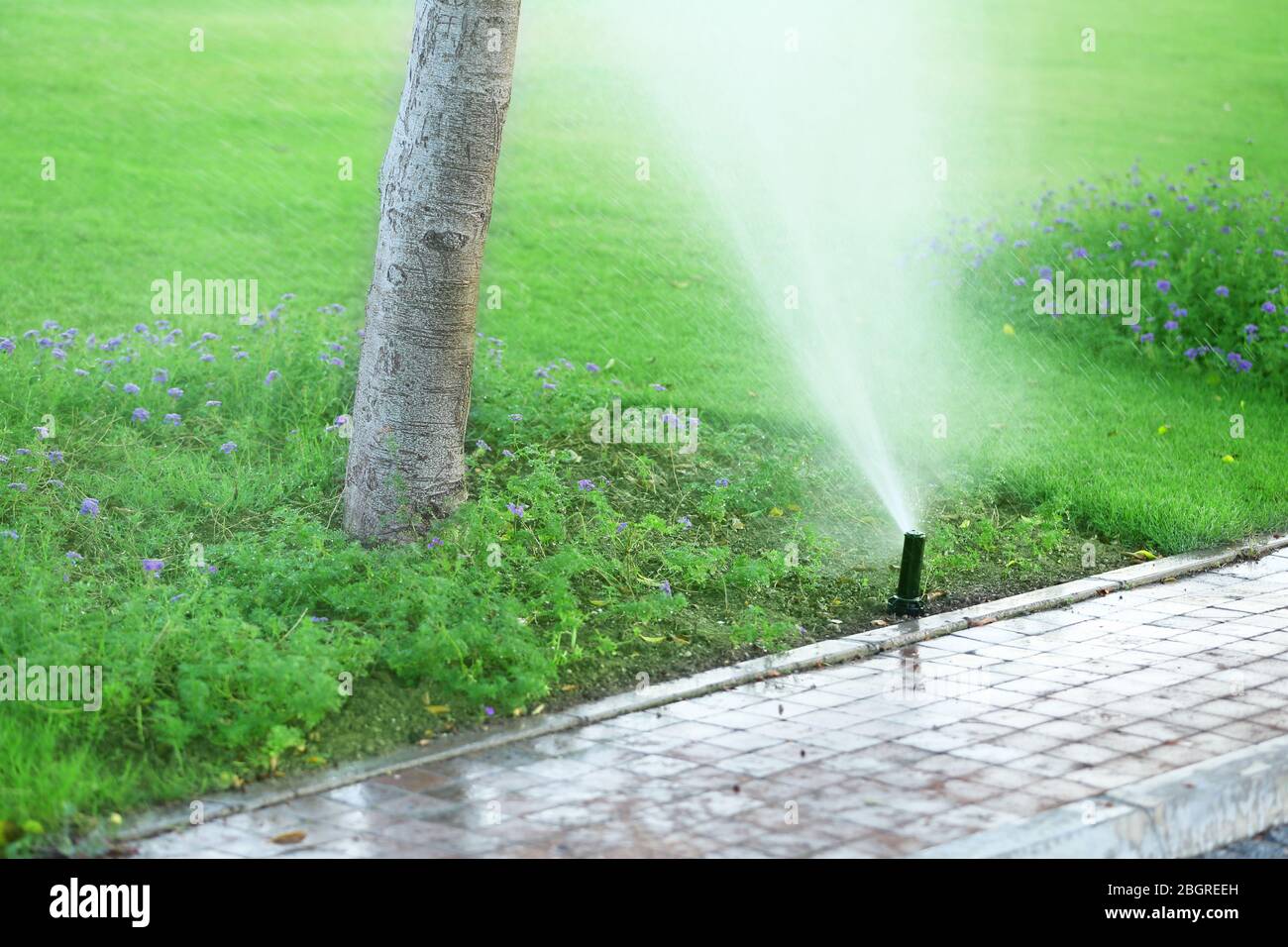 Automatische Sprinkler, die Gras bewässern Stockfoto