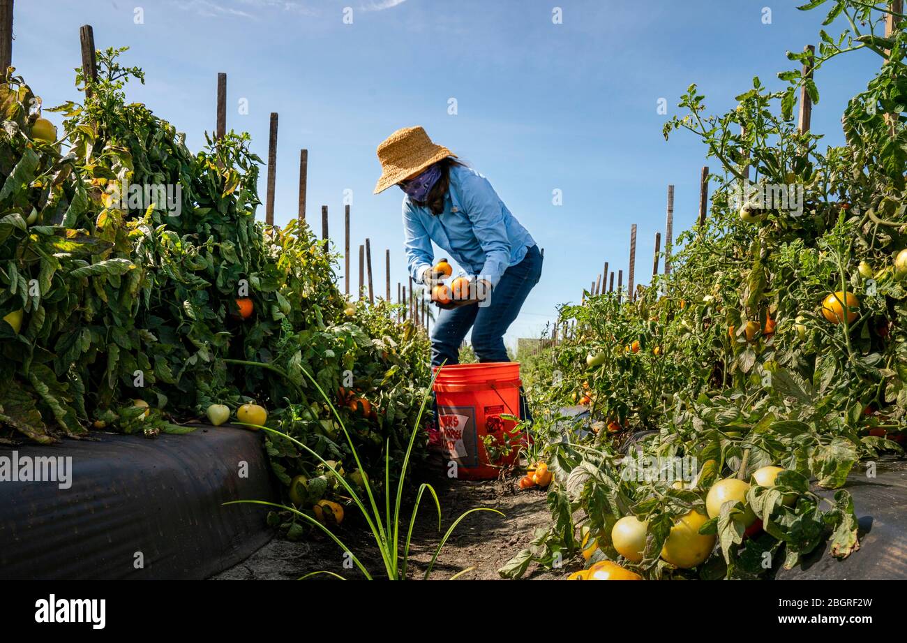 Boynton Beach, Florida, USA. April 2020. Katy Cain hilft, ein Tomatenfeld zu lesen. Es gibt wenig oder keine Nachfrage nach ihren Produkten und die Landwirte haben nirgendwo, um ihre Nahrung zu nehmen. CMOS Ministerien und die Gesellschaft von St. Andrew partnered zu 700 Pfund Tomaten, die an lokale Lebensmittelbanken gespendet werden pflücken. Cain ist die.South Florida Bereich Anlehnen Koordinator für die Gesellschaft von St. Andrew. Kredit: Gregg Lovett/ZUMA Wire/Alamy Live News Stockfoto
