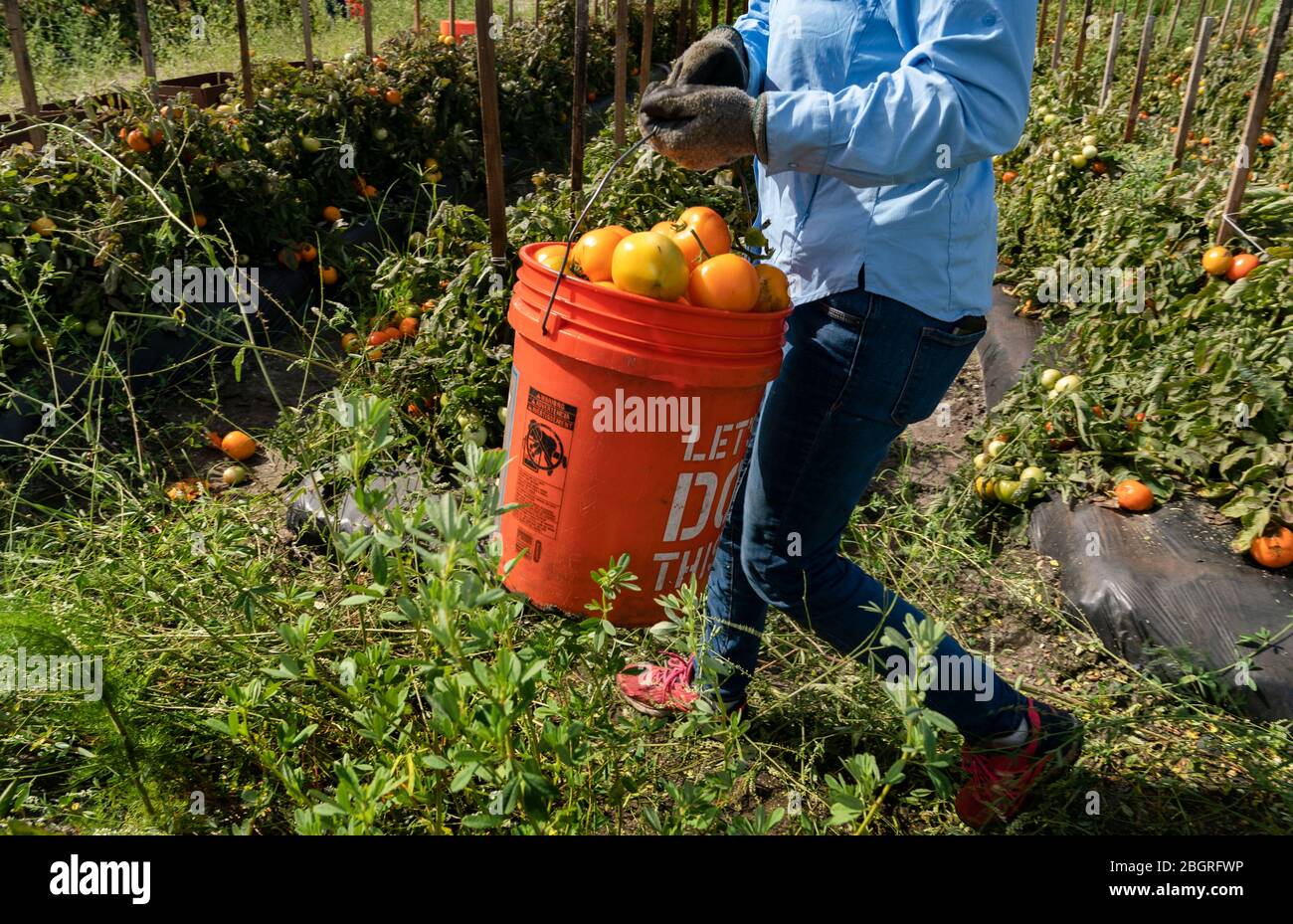 Boynton Beach, Florida, USA. April 2020. Katy Cain hilft, ein Tomatenfeld zu lesen. Es gibt wenig oder keine Nachfrage nach ihren Produkten und die Landwirte haben nirgendwo, um ihre Nahrung zu nehmen. CMOS Ministerien und die Gesellschaft von St. Andrew partnered zu 700 Pfund Tomaten, die an lokale Lebensmittelbanken gespendet werden pflücken. Cain ist die.South Florida Bereich Anlehnen Koordinator für die Gesellschaft von St. Andrew. Kredit: Gregg Lovett/ZUMA Wire/Alamy Live News Stockfoto