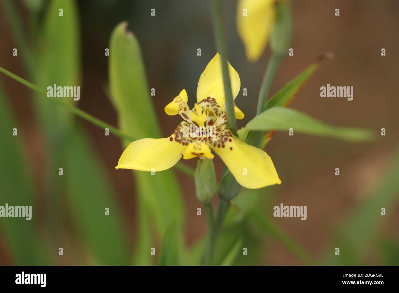 Saisonale gelbe Blume mit grünem und weichem Hintergrund im Garten erfrischt die natürliche gelbe Blume den Geist des Hummans. Stockfoto