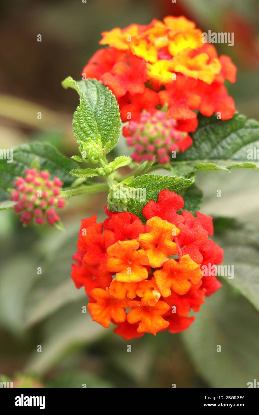 Lantana Camara auch bekannt als spanische Flagge oder West Indian Lantana Stockfoto