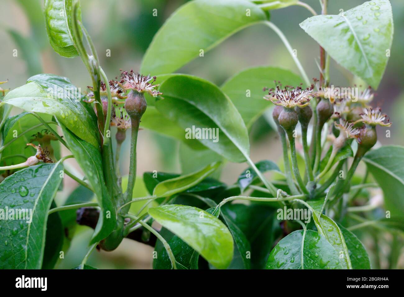 Gerade geformte kleine Birnen auf Zweig Nahaufnahme Stockfoto