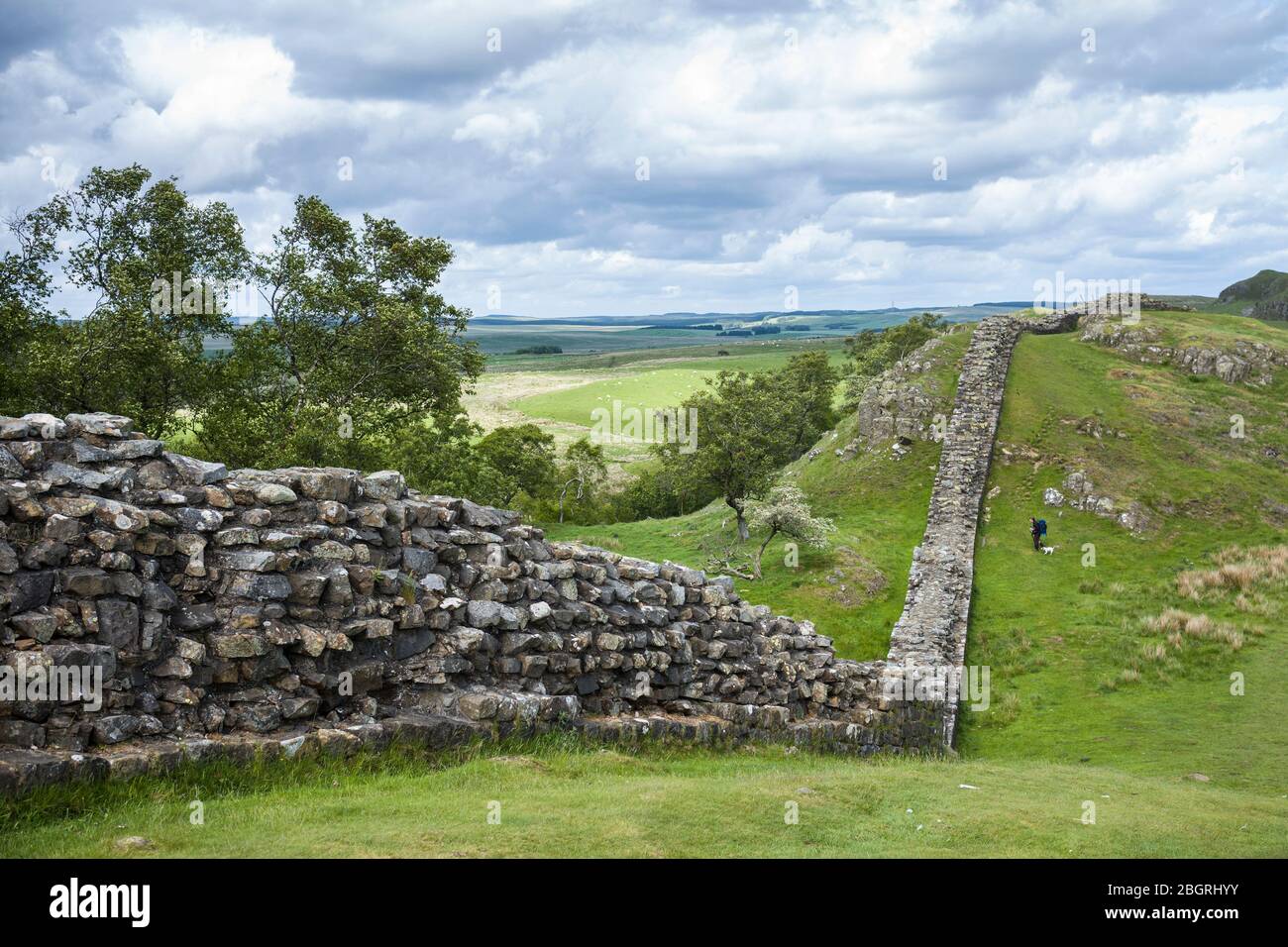 Touristischer Wanderhund am Hadrian's Wall, Blocksteinbaugrenze im Northumberland National Park in Walltown Crags, England Stockfoto