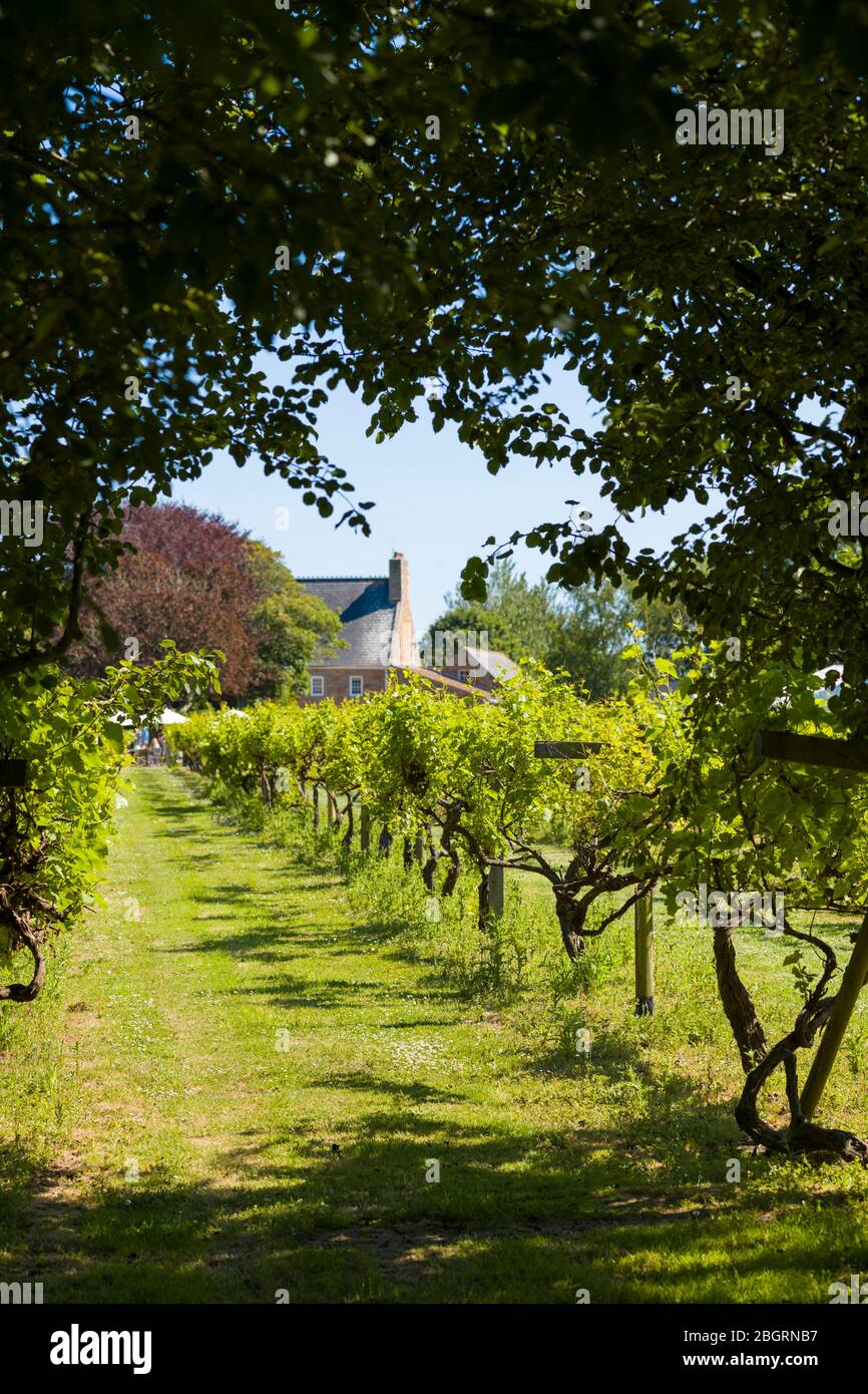 Neue Wachstumsktrauben Orion, der auf Weinreben im La Mare Wine Estate Jersey, Channel Isles wächst Stockfoto
