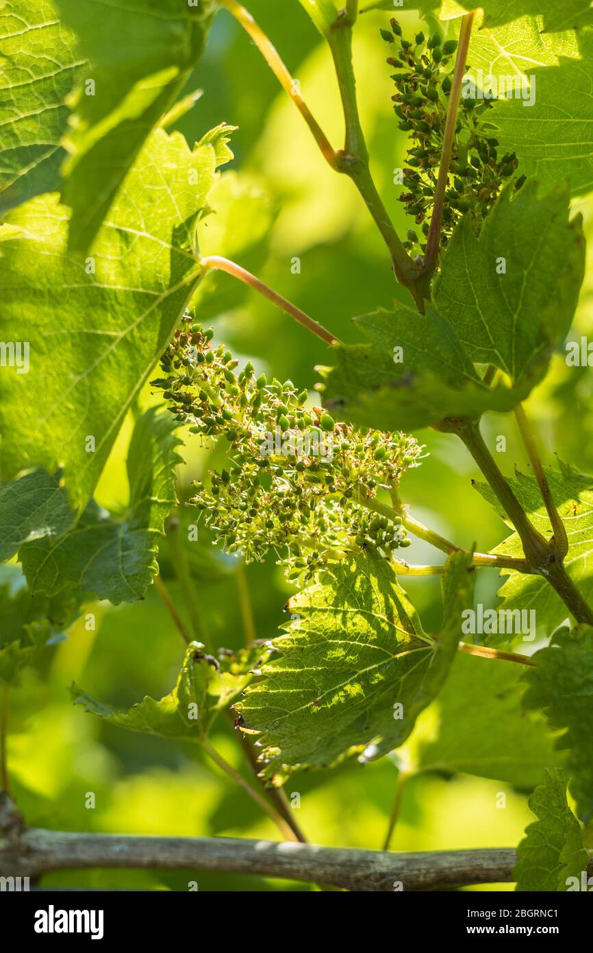 Neue Wachstumsktrauben Orion wächst auf Weinreben in La Mare Wine Estate Jersey, Channel Isles Stockfoto