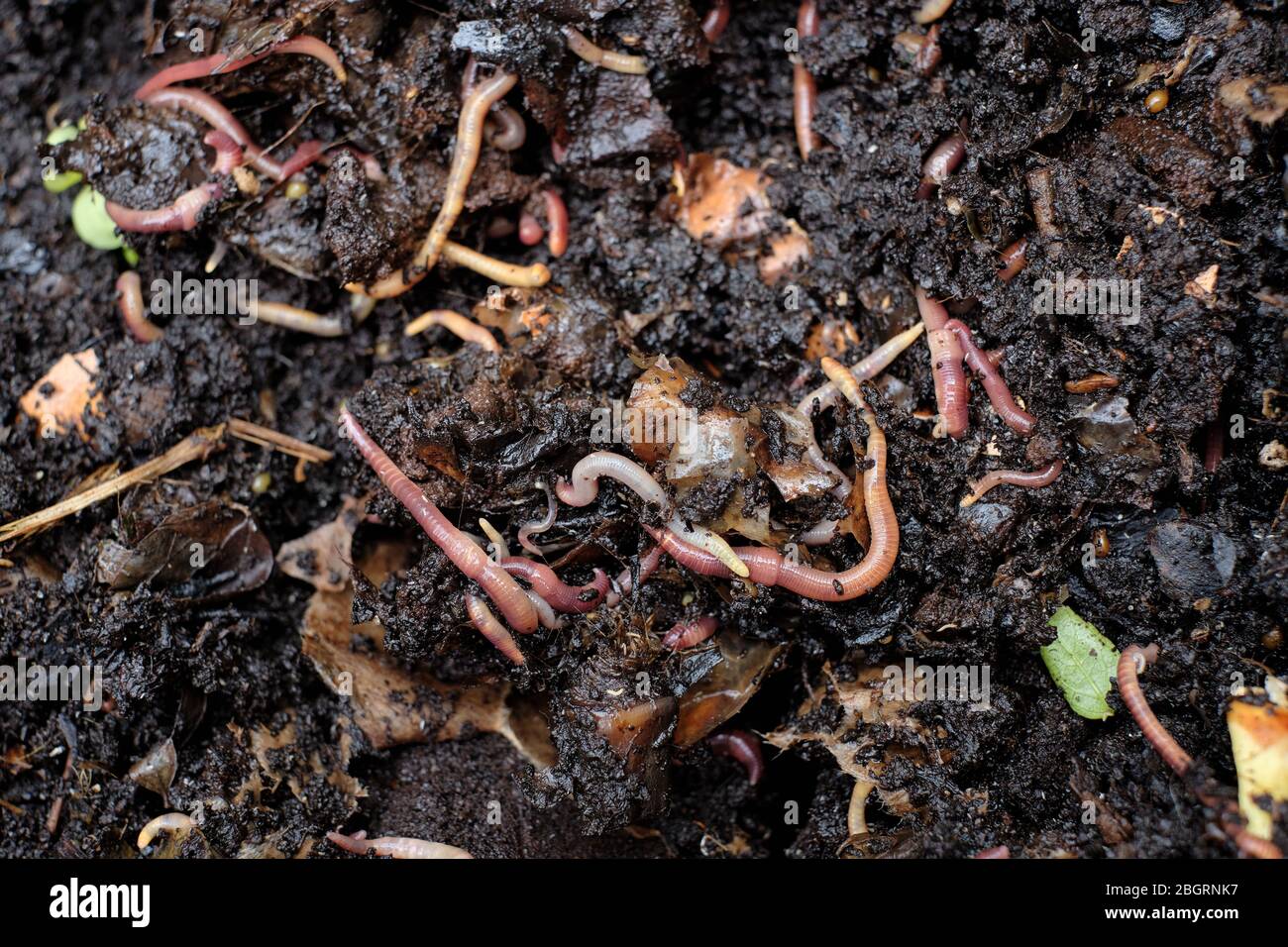 Anbau von Regenwurm Stockfoto