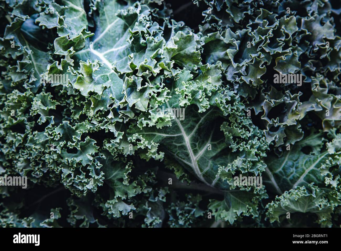 Brassica oleracea viridis, Nahaufnahme von lockiger Grünkohl Stockfoto