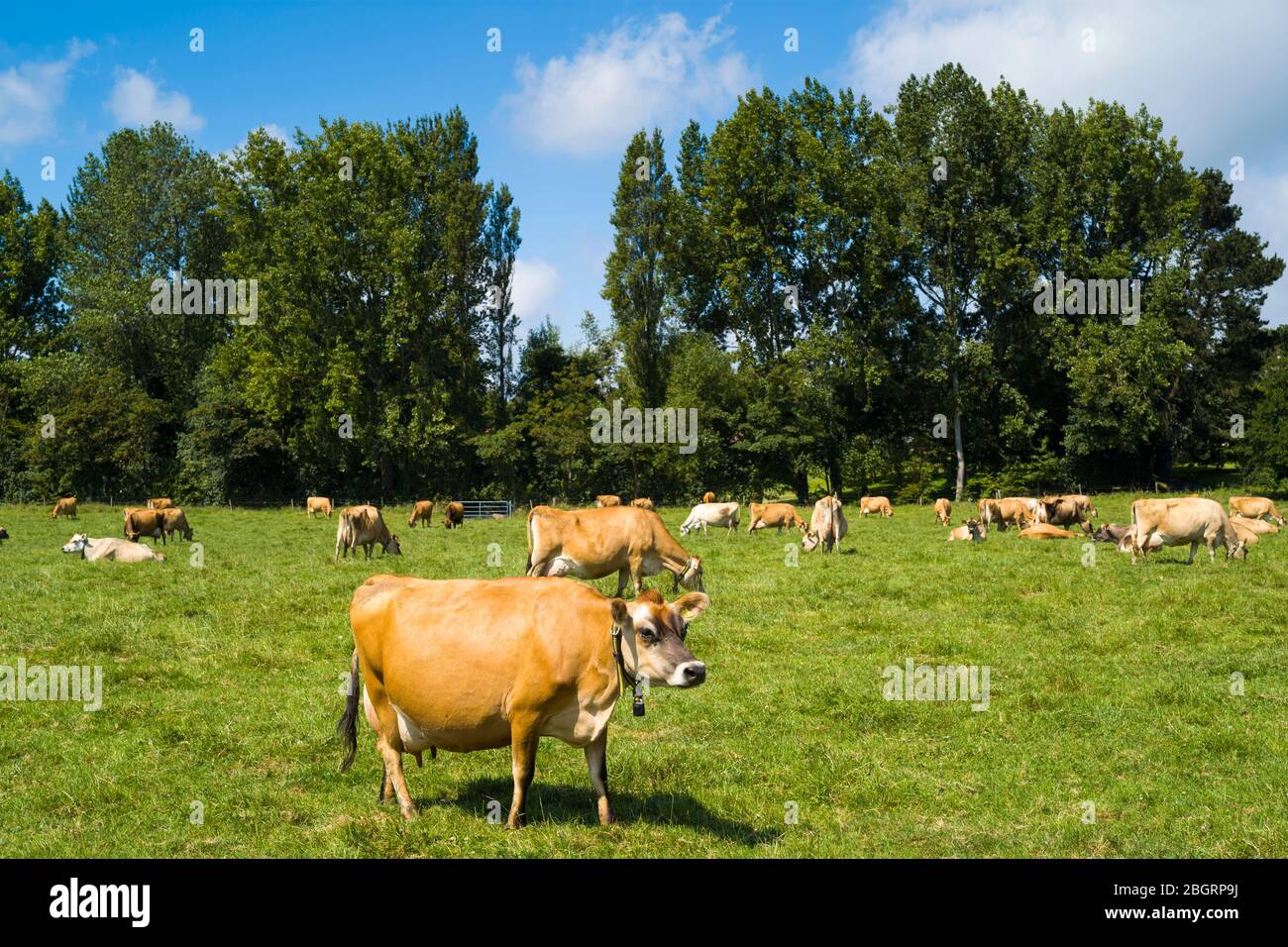 Traditionelle hellbraune Farbe Milchherde Jersey Rinder Weiden in Wiese, Jersey, Channel Isles Stockfoto