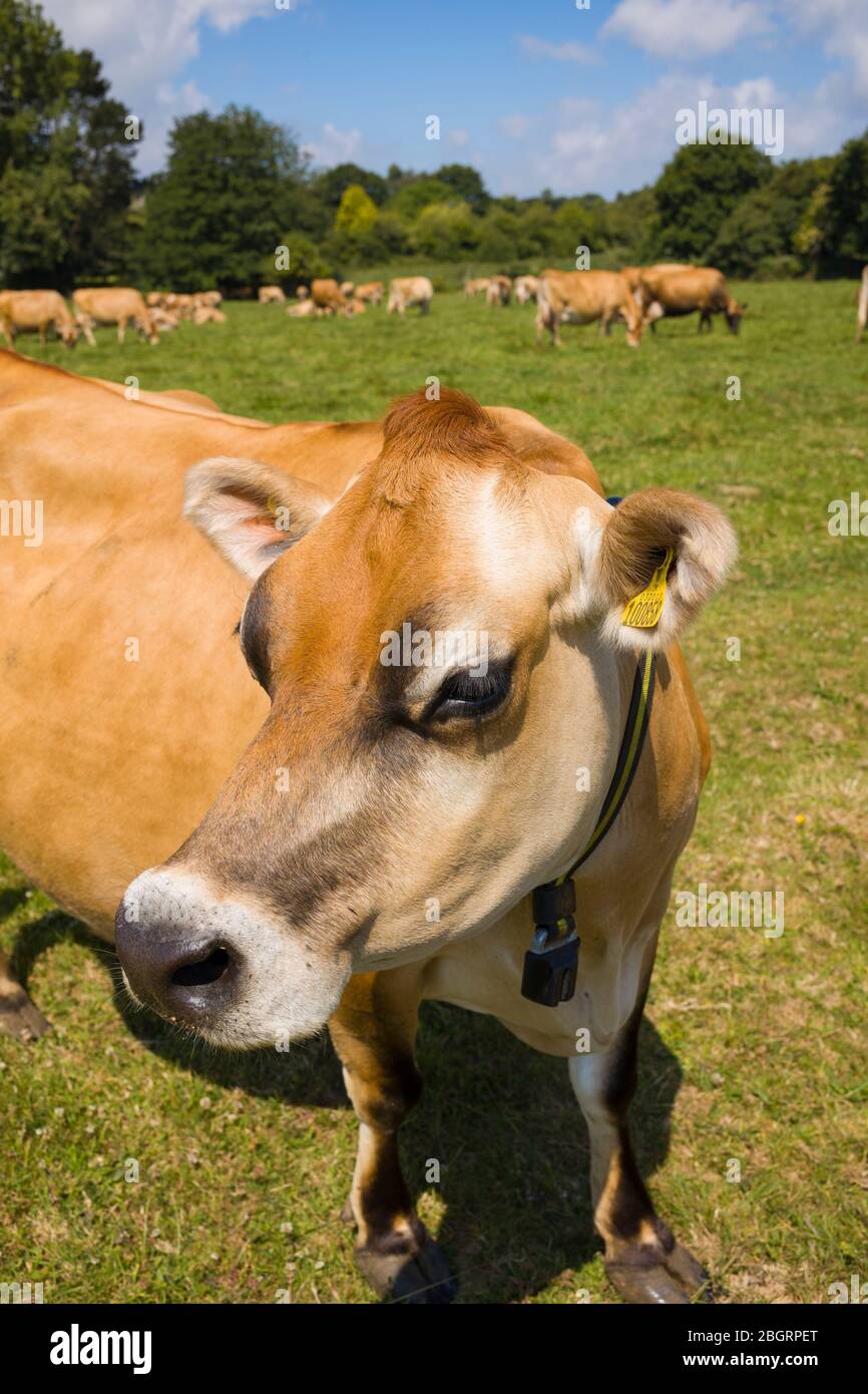 Traditionelle hellbraune Farbe Jersey Kuh mit Melksensor Kragen in Wiese, Jersey, Channel Isles Stockfoto