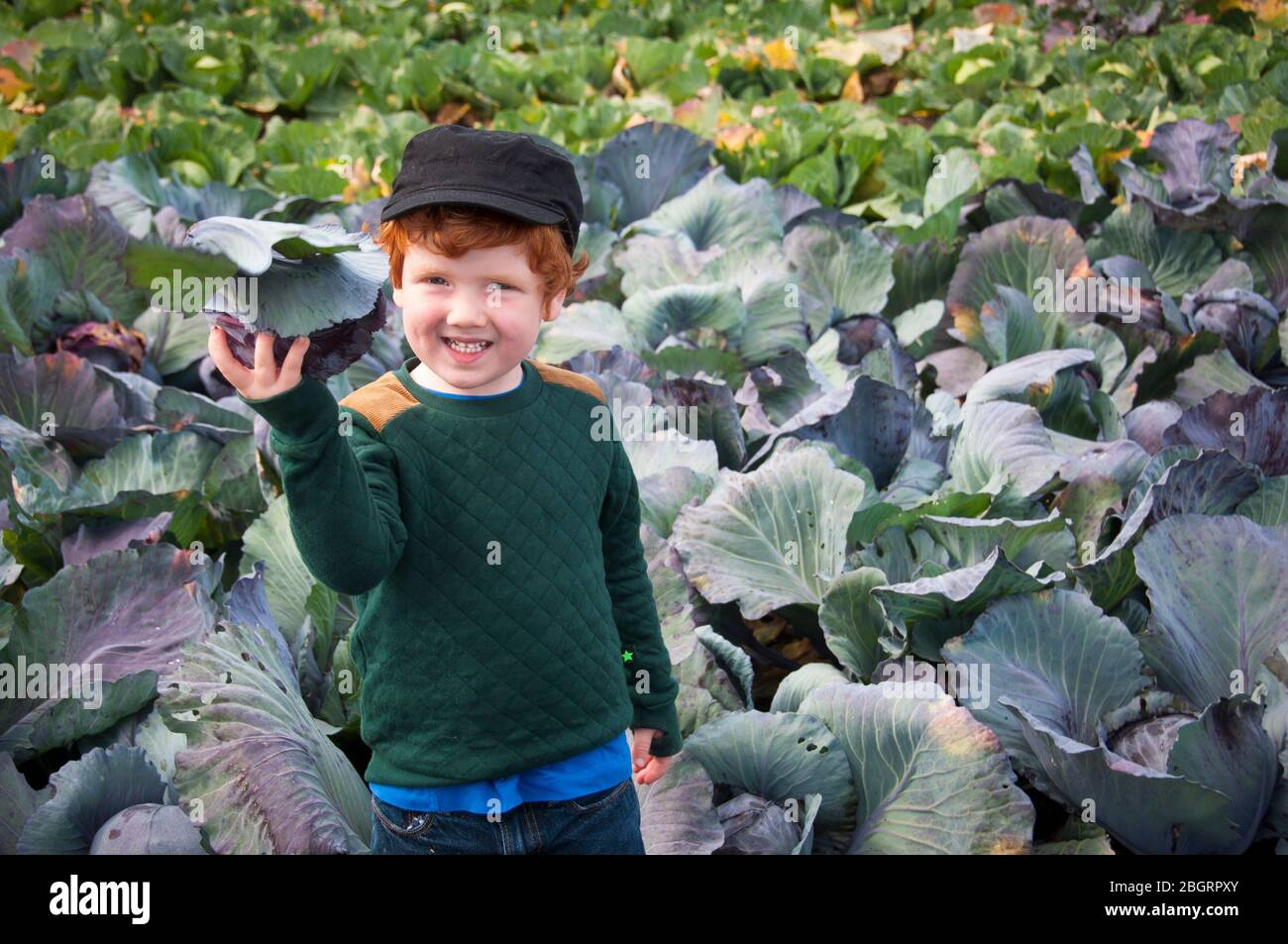 Kleiner Junge, der einen Kohl in einem Gemüsefeld auf einem Pick Your Own Farm pflückt. Stockfoto