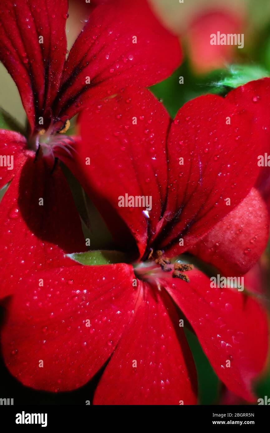 Verschiedene Blumen, Bilder vom Frühling Stockfoto