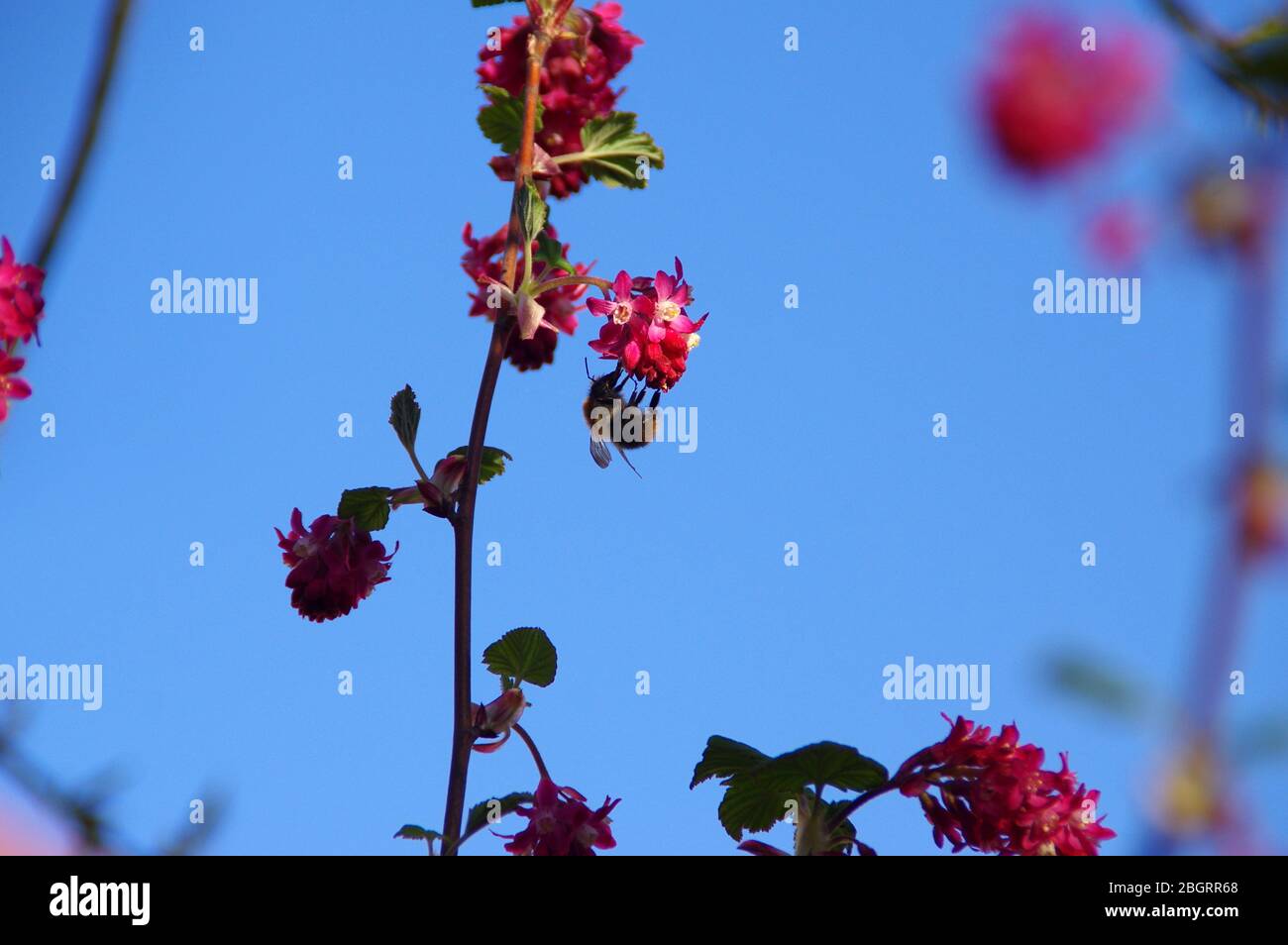 Biene auf blühenden Blumen im Garten. Frühling im Obstgarten. Makroaufnahme. Stockfoto