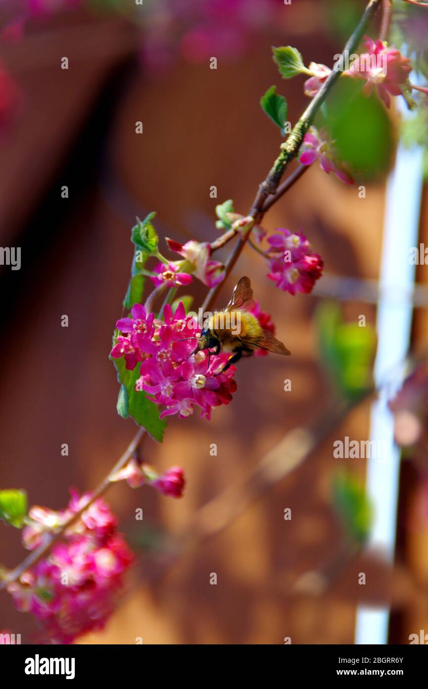 Biene auf blühenden Blumen im Garten. Frühling im Obstgarten. Makroaufnahme. Stockfoto