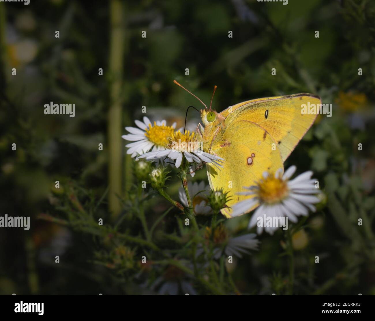 Ein oranger Schwefelschmetterling, der sich auf ein paar weißen Gänseblümchen in einer Wiese in Pennsylvania ernährt Stockfoto